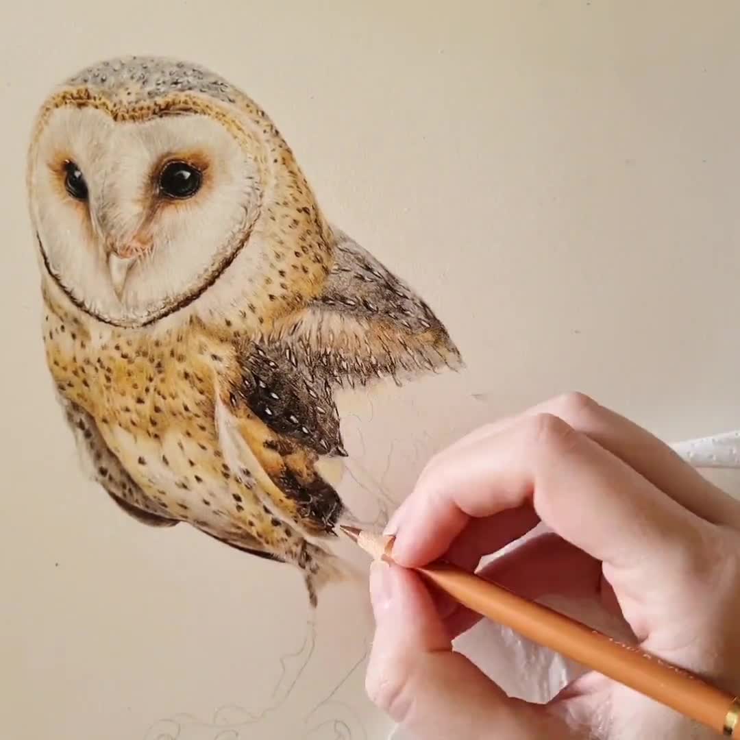 How To Draw An Owl Colored Pencils