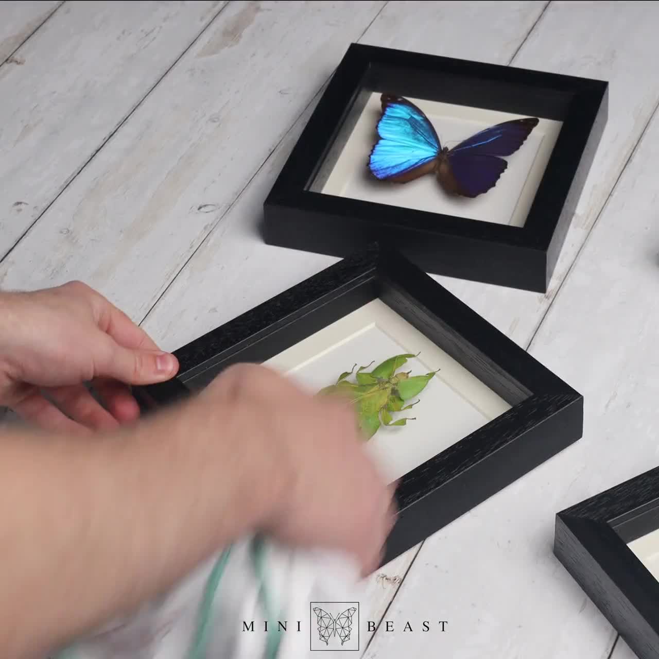 Insecto palo de alas rosadas en marco de caja (Necroscia annulipes) video poster