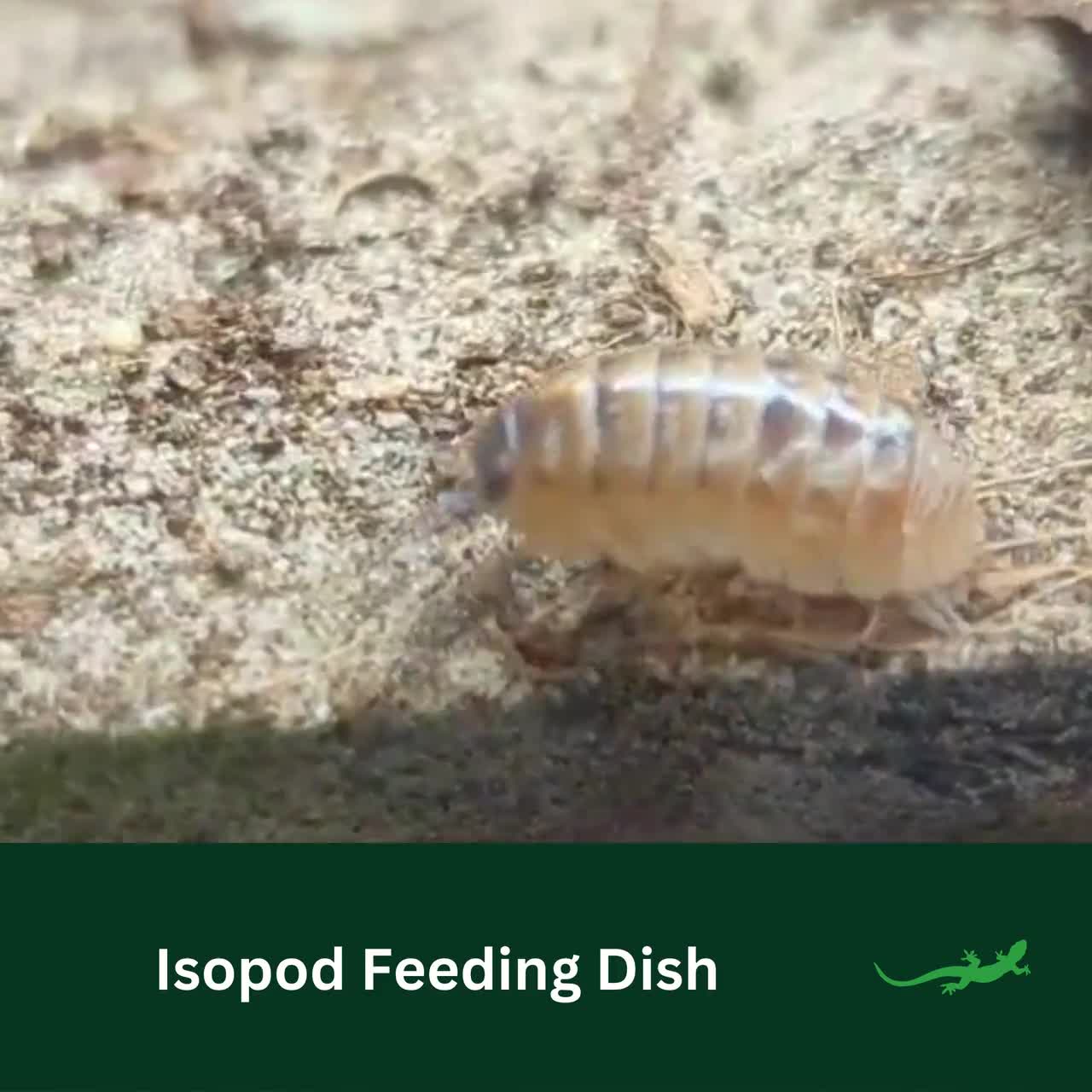 Bugs And More Store Bugzy Bugs Powder Blue Isopods Porcellionides ...