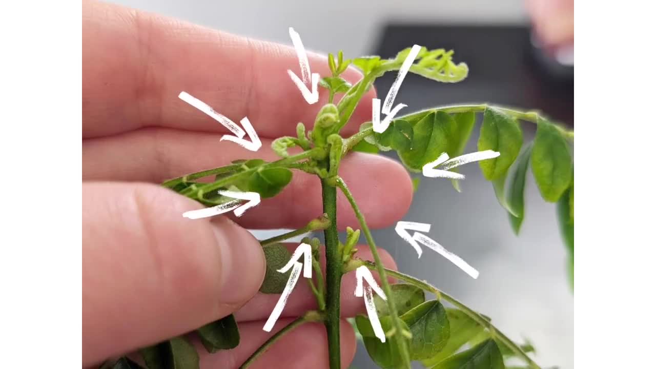 Keiki Paste - Clone Orchids & Houseplants like Monsteras, Philodendron,  Pothos, and More
