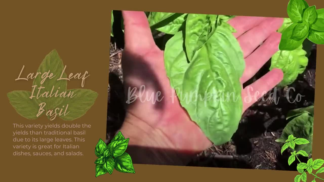 Large Leaf Italian Basil heirloom Extra large basil Sweet basil European basil Italian basil flat leaf basil basil seeds basil seed