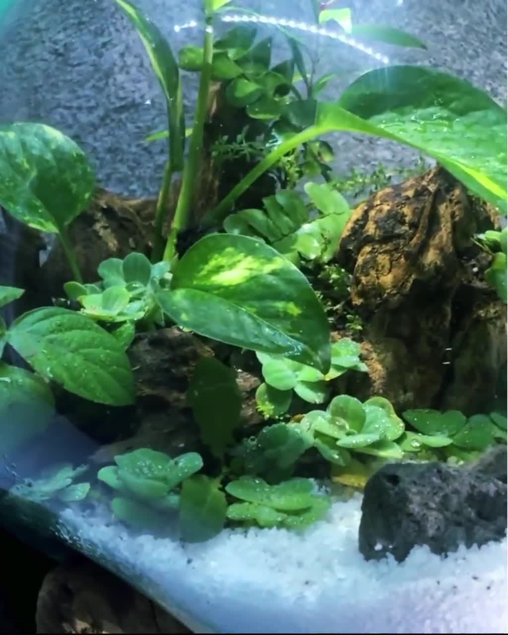 流木にセットされた特大の溶融ガラス製ベタ用水槽：バリ風アクア