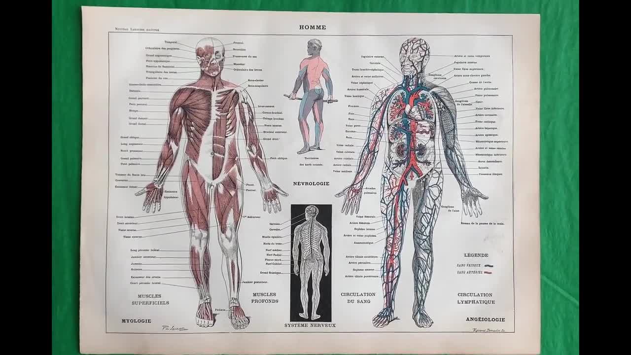 アンティーク解剖図版 - 人体の筋肉系、骨格系、血管系、神経系 - 1898