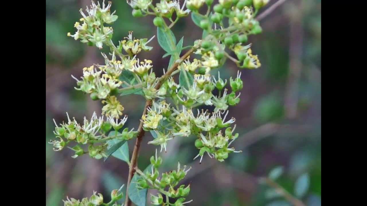 Happy Nursery - Golden Duranta plant :- Mehndi plant | Facebook