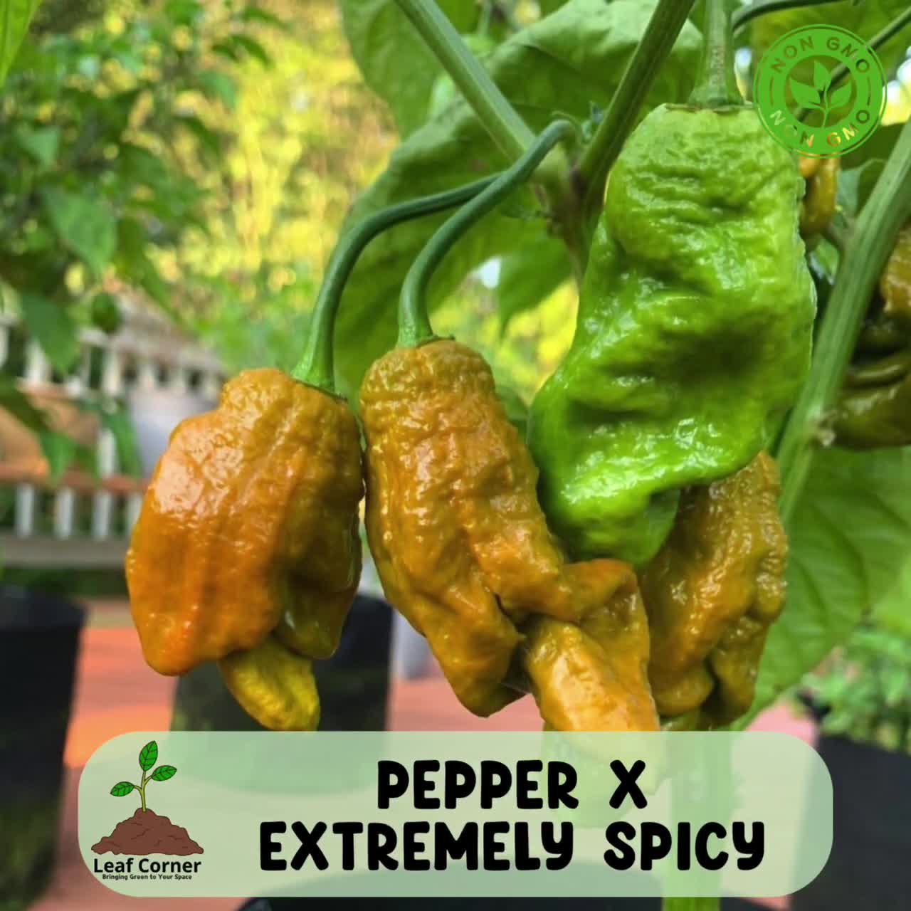 25 Pepper X Seeds, Extremely Spicy, Chili Pepper for Garden