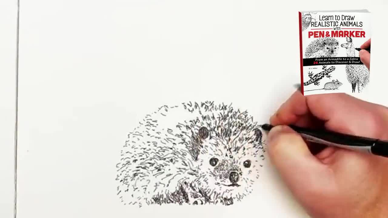 How To Draw A Wombat - YouTube