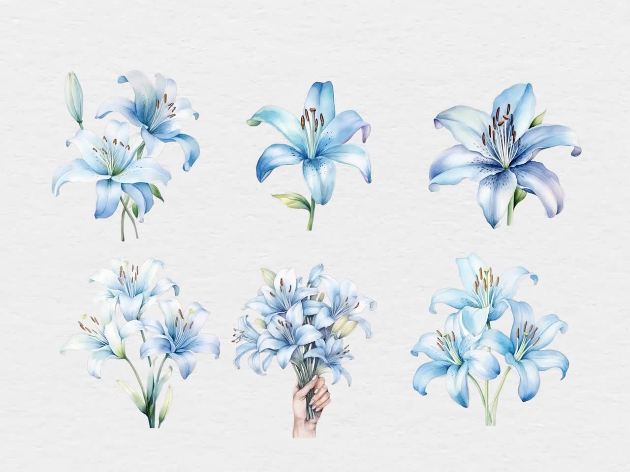 Buy Light Blue Lilies Watercolour Clip Art - 18 Designs - Transparent PNG -  Commercial Use - Lily, Floral, Flowers, Bouquet, Watercolor Online in India  - Etsy, image size:1280x960