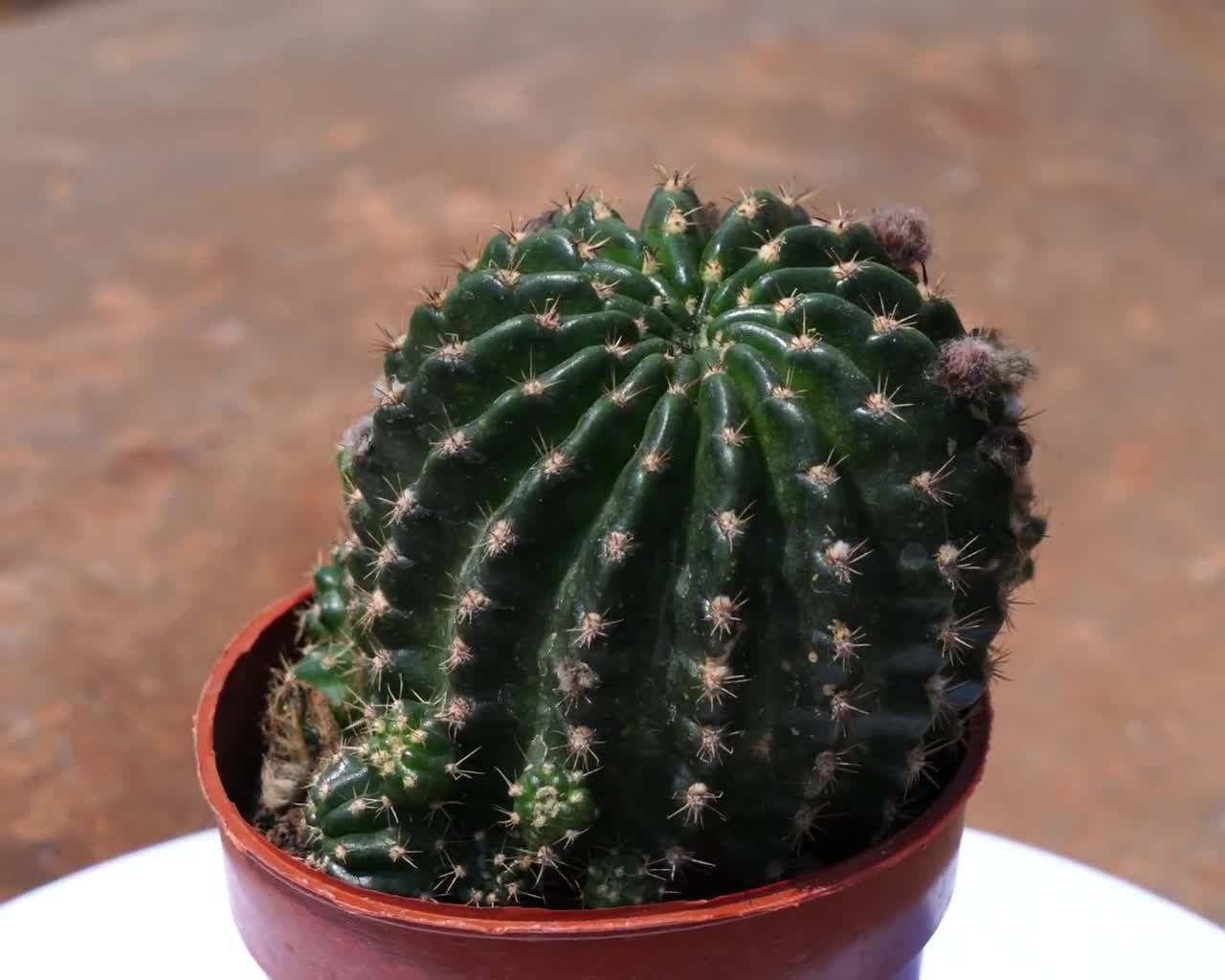 Lobivia Cactus, Rare Succulent and Best Gift - Etsy