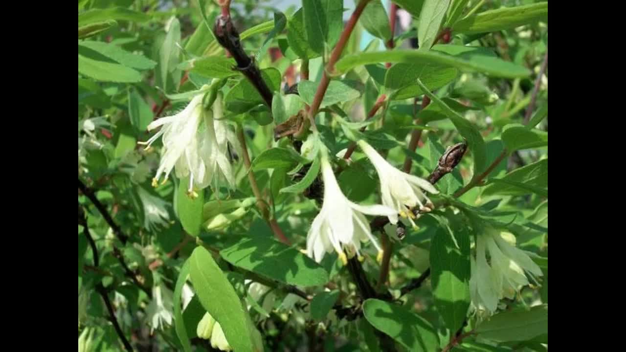 Lonicera caerulea var. edulis | Fly or Blue Honeysuckle | 10 Seeds