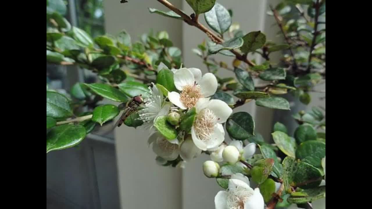 Sementes de Myrtle Chile - Temu (Luma Apicicata)