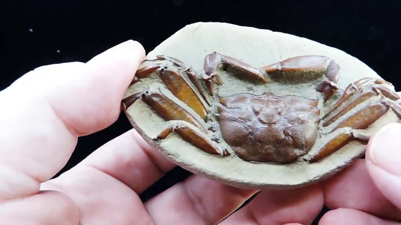 石灰質の塊の中に保存状態の良い素晴らしいカニの化石 - 最高品質の