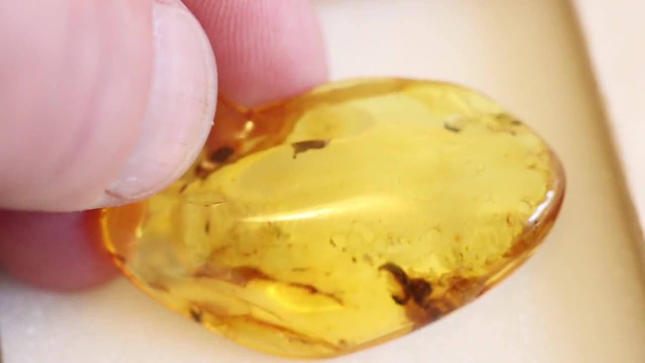 特別オファー – 琥珀の中の昆虫 | 4000万年前の化石入り | ジュラ紀