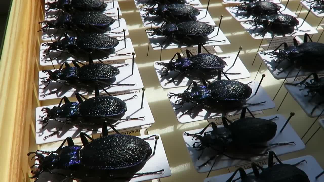 大型の青いオオオニオオハムシ A1、希少なメタリックスカイブルーの