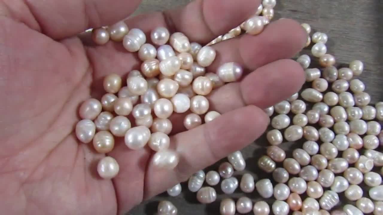 Natural Pearl's Loose, Real Pearl's, Clams Made These Pearls
