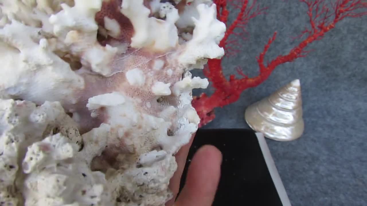 天然の白い珊瑚はとても美しい8.7インチ、重さ1.1キログラム、本物の岩