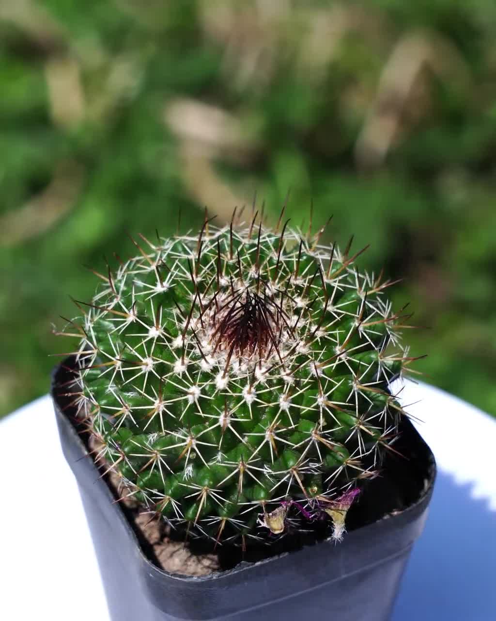 2'' Mammillaria Bucareliensis
