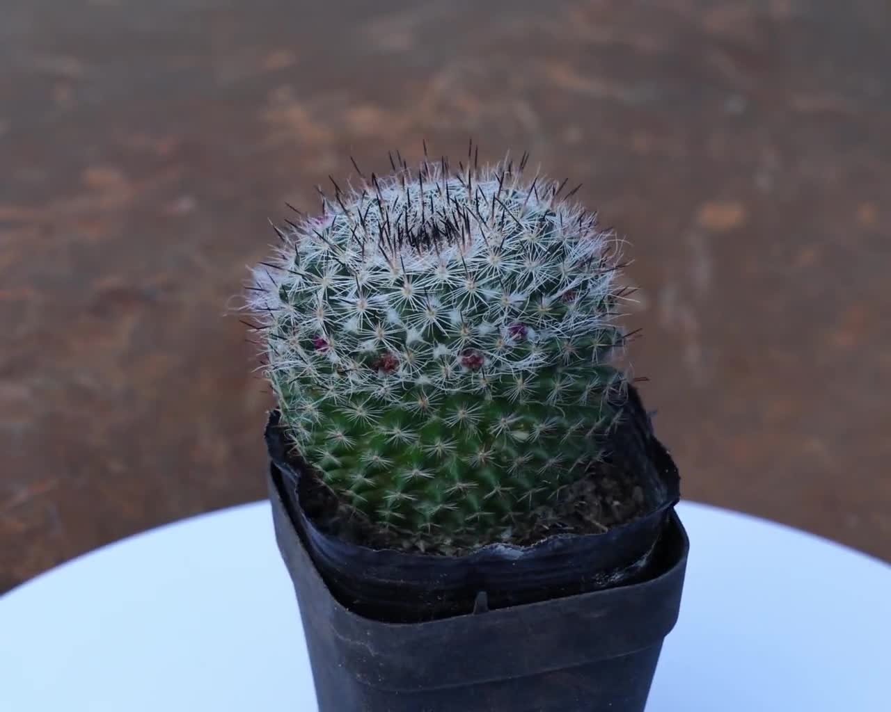 Mammillaria Hahniana Werderm, Rare Succulent and Best Gift