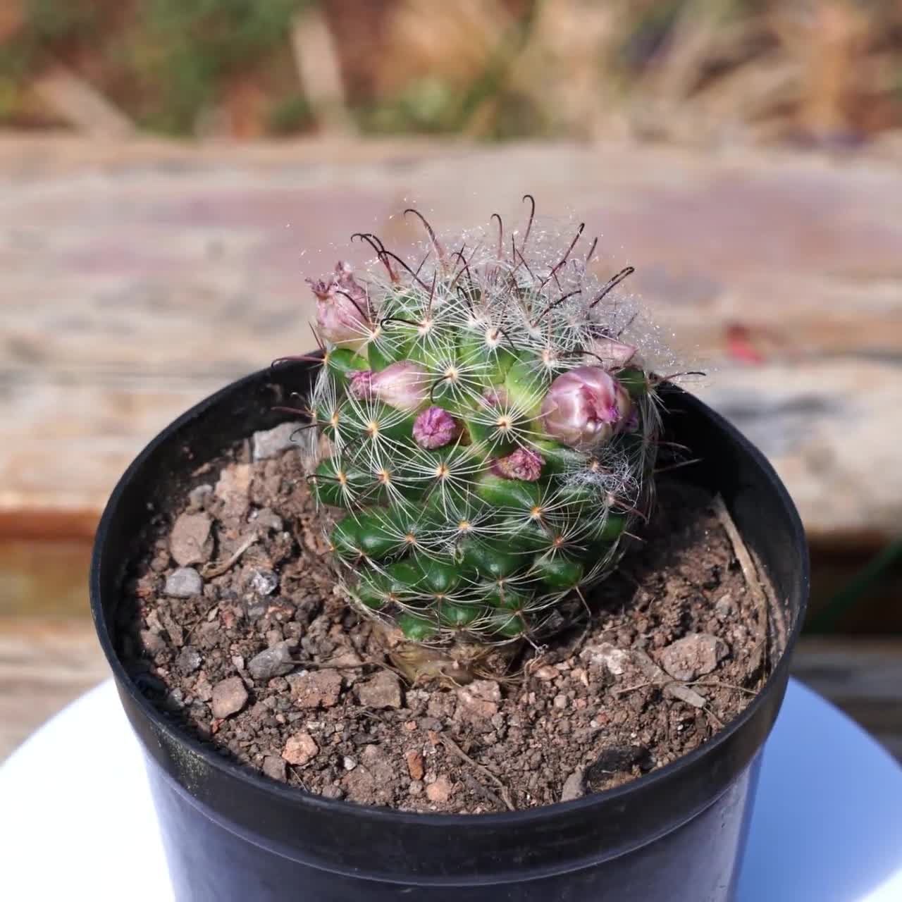 Mammillaria Longiflora, Succulent Plant,Succulent Gifts