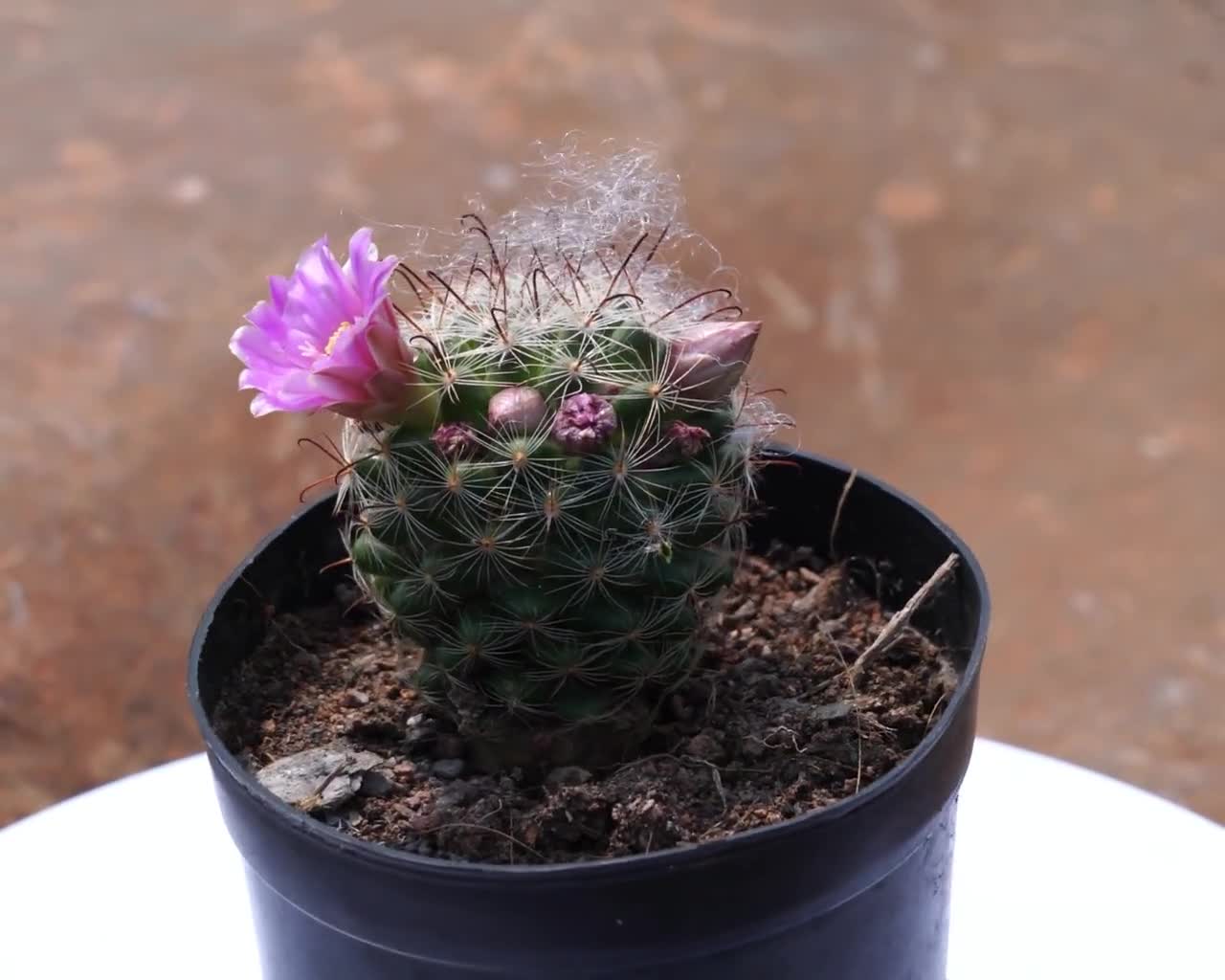 Mammillaria Longiflora, Rare Succulent and Best Gift