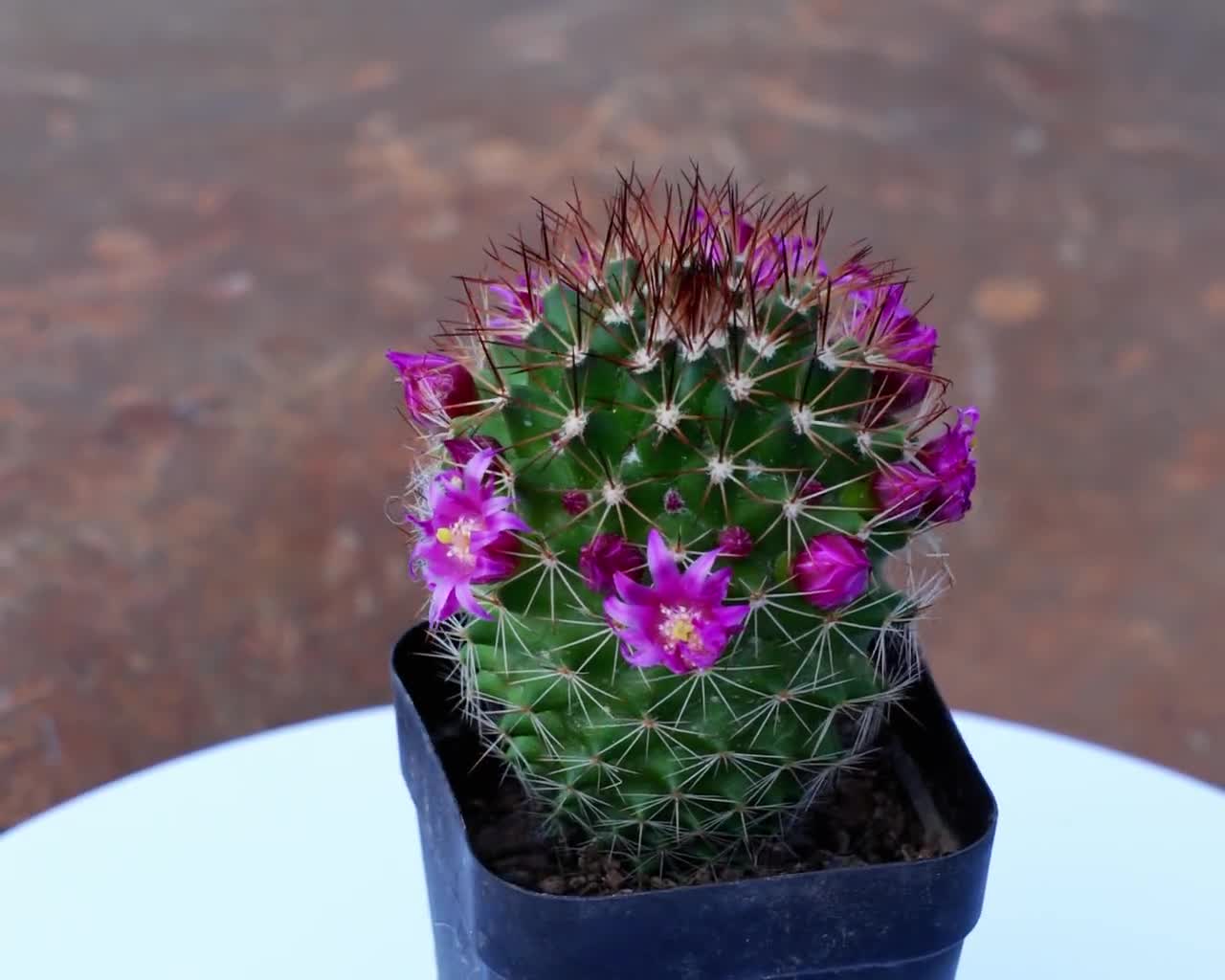 Mammillaria Magnimamma, Rare Succulent and Best Gift