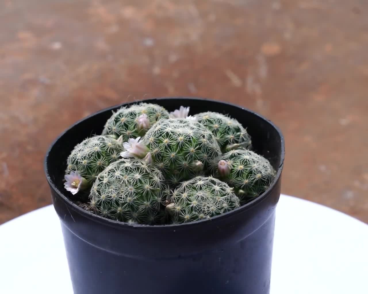 Mammillaria Schiedeana Giselae, Rare Succulent and Best Gift