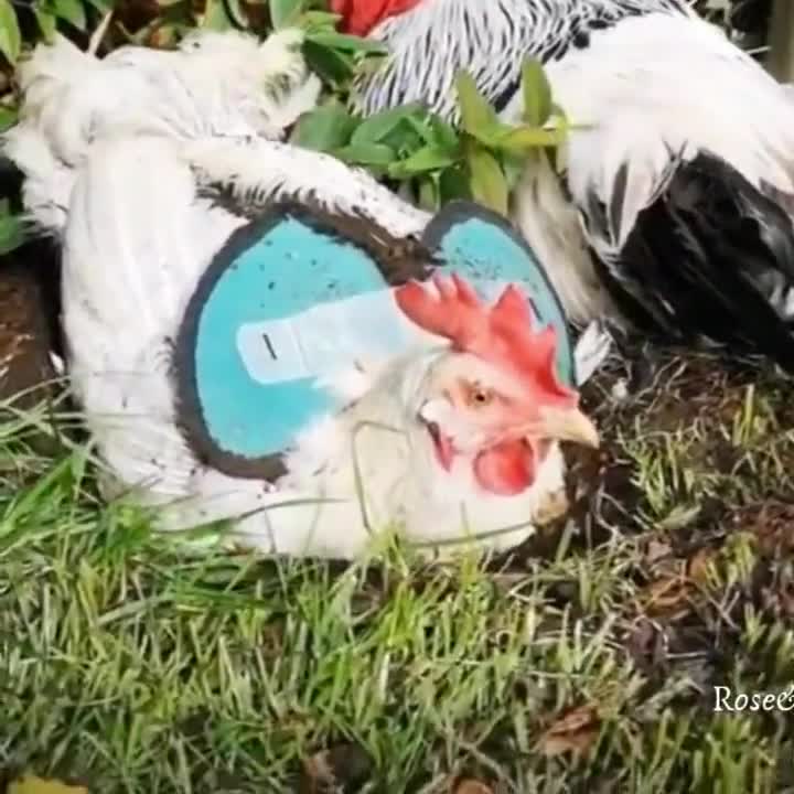 Selle De Poule, Gilet De Poulet Coloré Sans Danger Pour Animal De