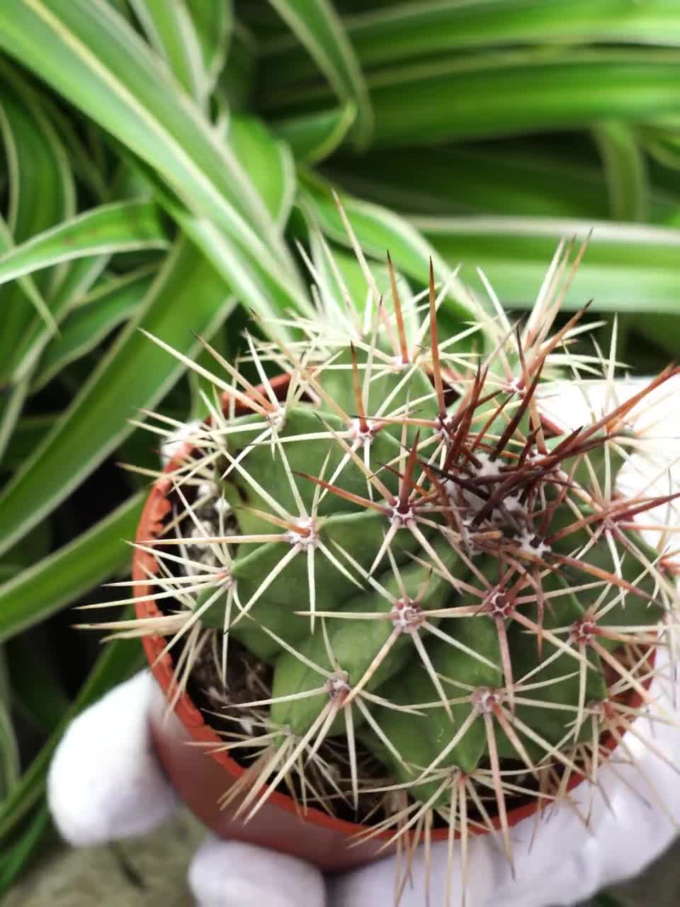 Melocactus Amoenus Hoffmanns - Rare Cacti, Cactus Plants Live