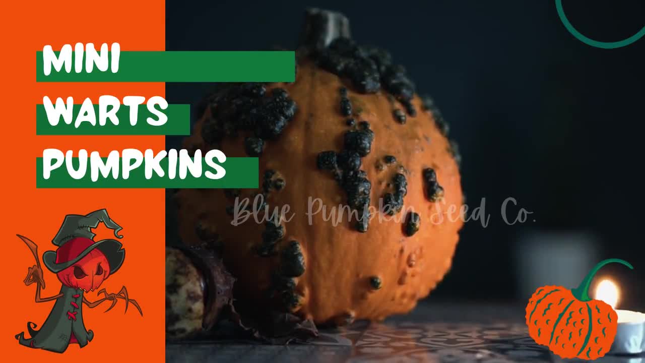 Mini-warts Pumpkin ( F1 Hybrid/c.maxima/pmr/zymv): Mini