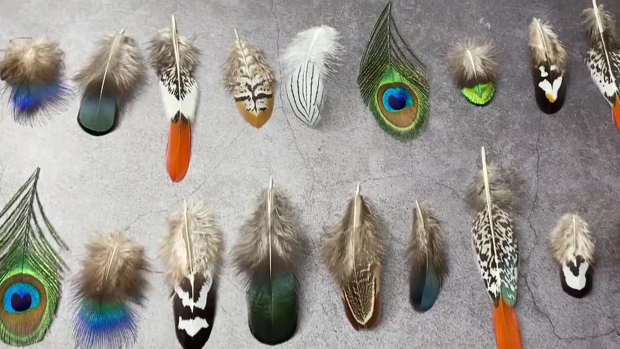 Turkey Craft type Feathers 4 Primary Wing Peacock Natural Shed