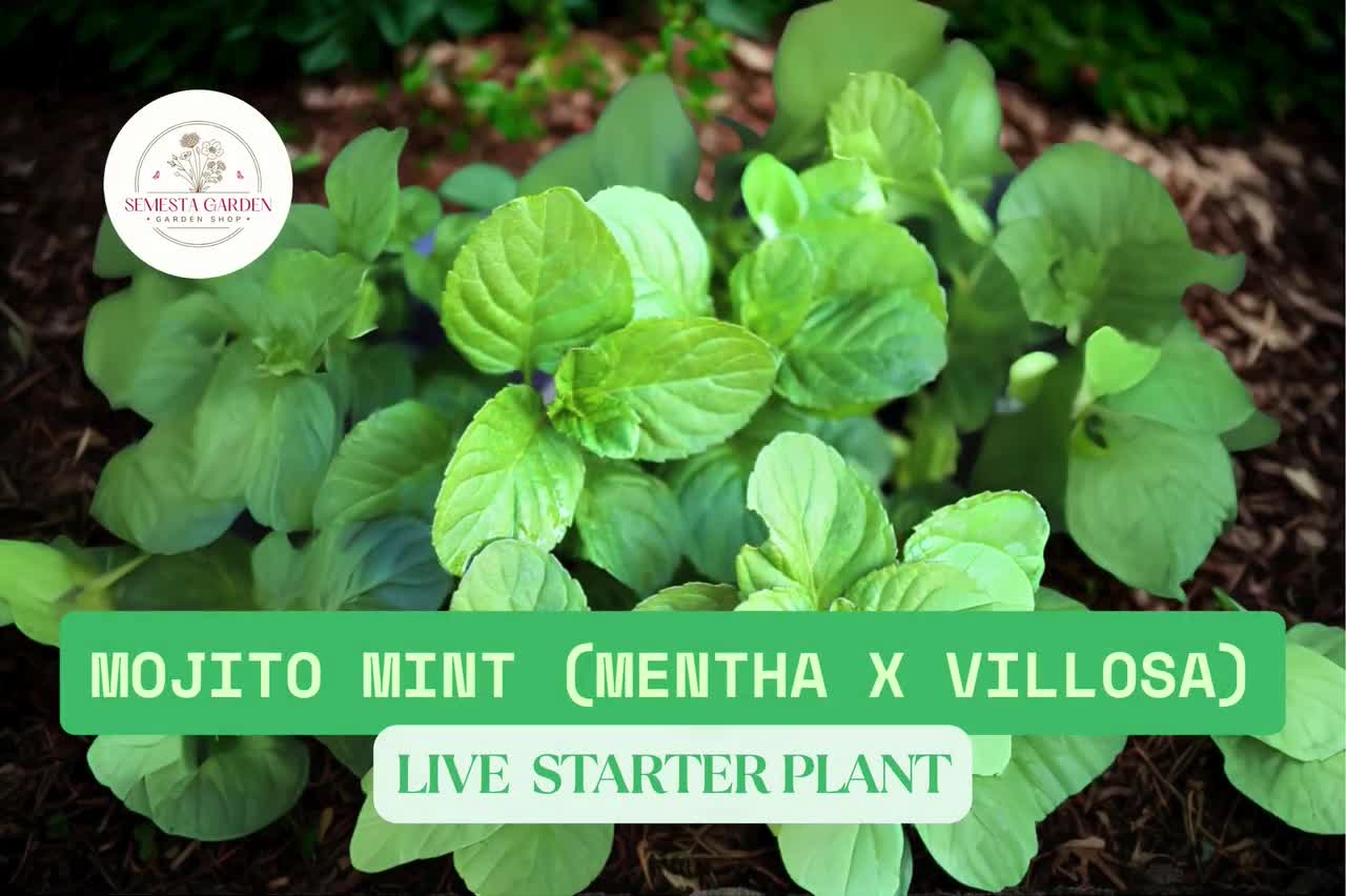 green plant fertiliser Neptune's Harvest Seaweed Plant Food 0-0-1  Green Earth Ag & Turf