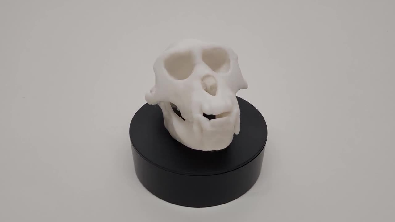 猿の頭蓋骨 - 3D プリント可能なデジタル ファイル - Etsy 日本