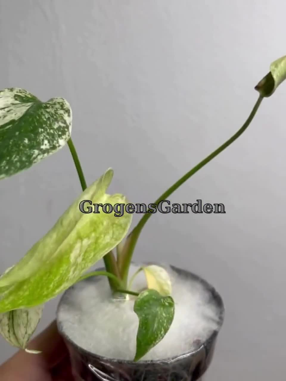 Monstera Deliciosa 'white Monster' Starter Plant, 4