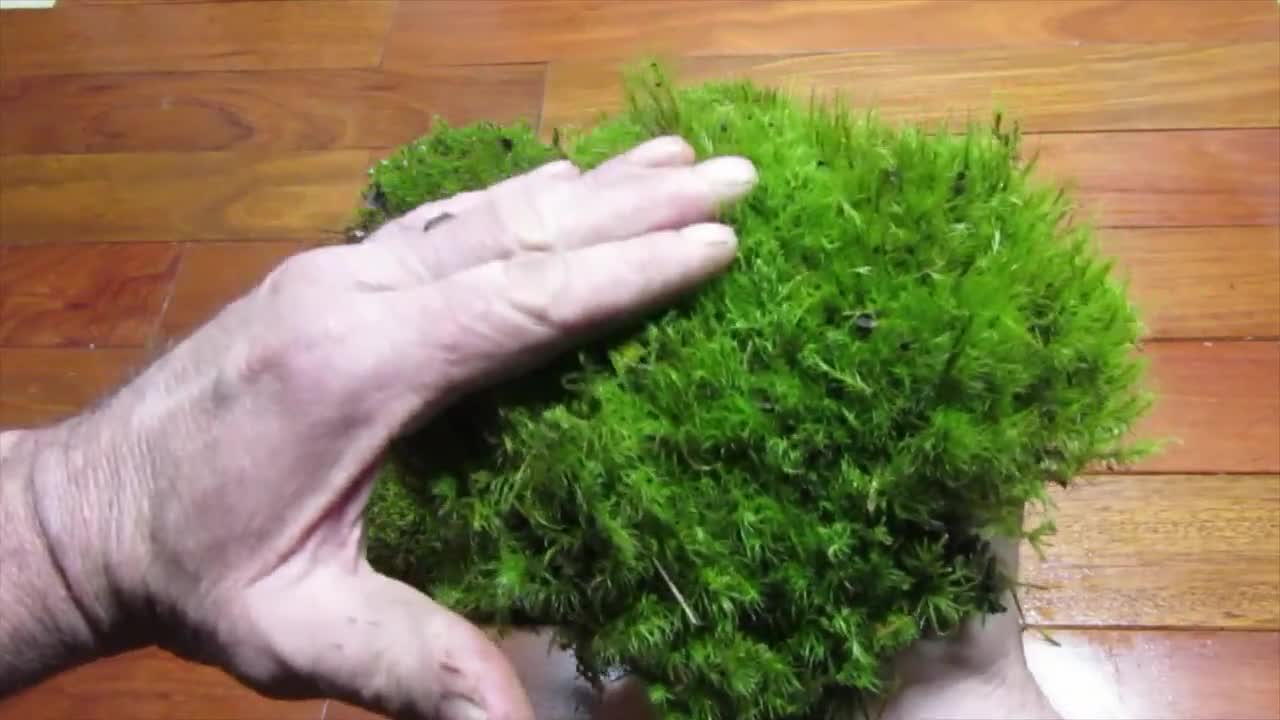 Live Mood Moss/ Choose Your Size/ Healthy Green Moss For Terrarium
