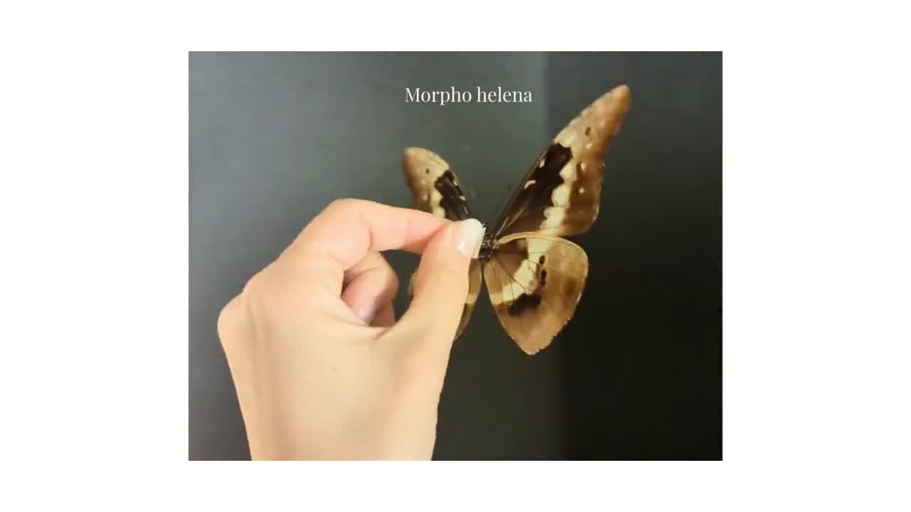 モフモフの立て髪のゴリラコガネ【標本】 モフモフの立て髪の