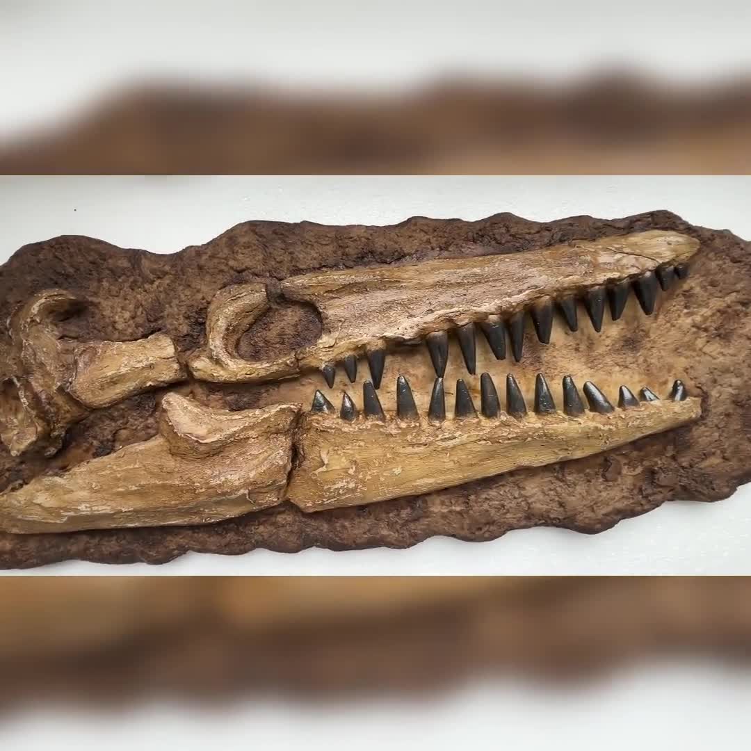 モササウルスの頭蓋骨化石レプリカ – 右向きの半頭蓋骨（顎付き）、石