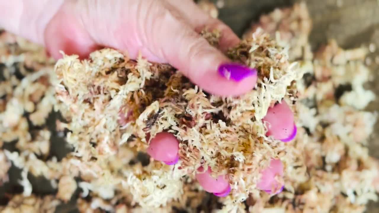 Sphagnum Moos für Aroids & Kletterpflanzen Pflanzenmoos-Blumenerde mit hoher Wasserbindung und natürlichem pH-Wert 300g / 13,5L video poster