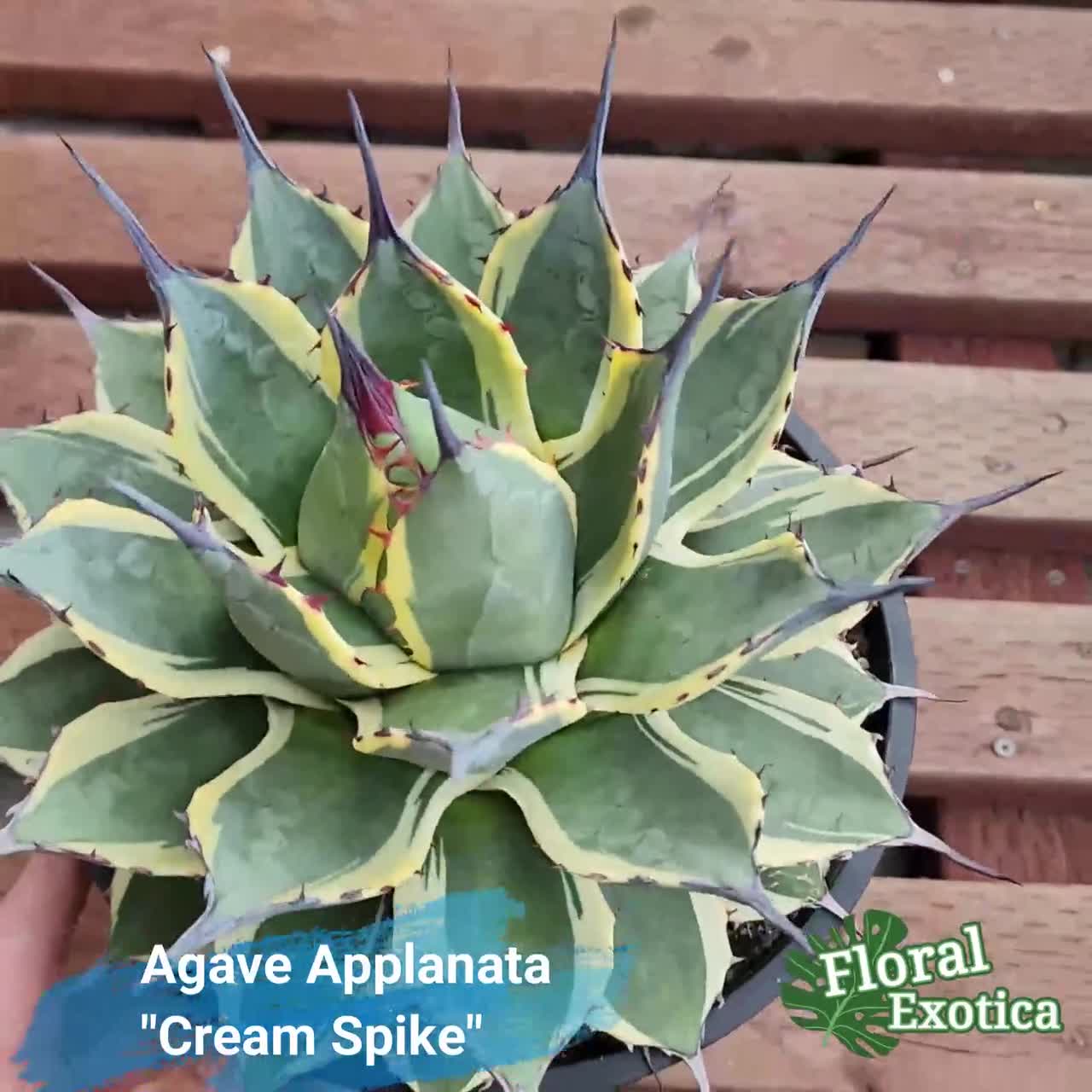 Agave Applanata 