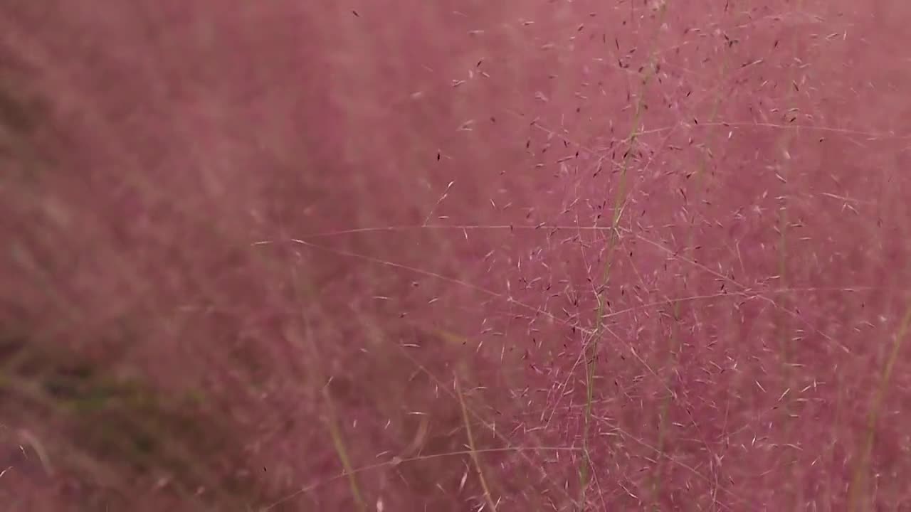 Dwarf Pink Muhly Grass: Muhlenbergia Capillaris, 'Cotton Candy' Grass, Muhly Grass Plug video poster