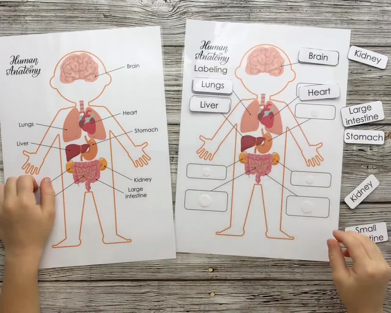 Diagramm Der Menschlichen Anatomie Für Kinder 145 Genorte Prägen