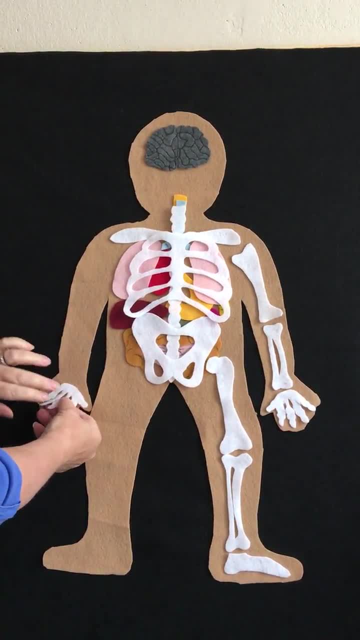Marctani Cuerpo Humano de Fieltro con Huesos y Órganos - Montessori el Cuerpo  Humano Desmontable en Partes - Juegos de Anatomia para Niños - Juguete  Educativo Esqueleto Humano