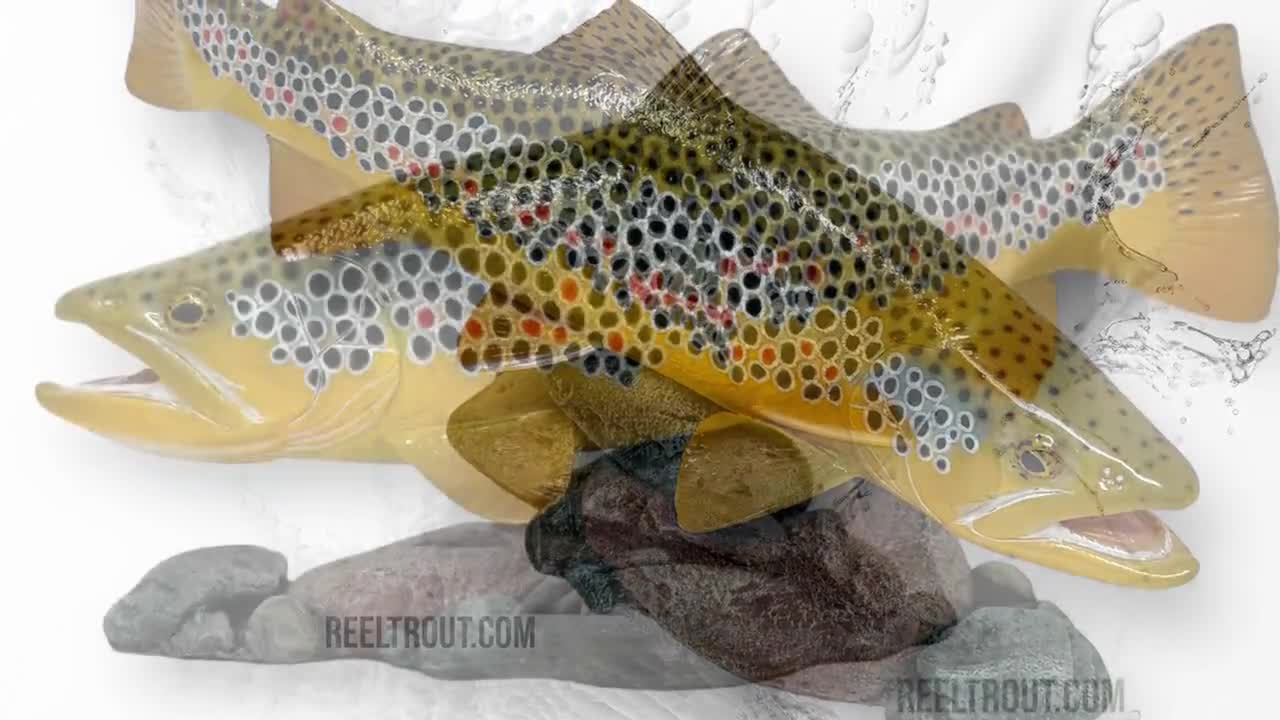 Coussin En Forme De Truite Fario Réaliste Idée Cadeau Pêche