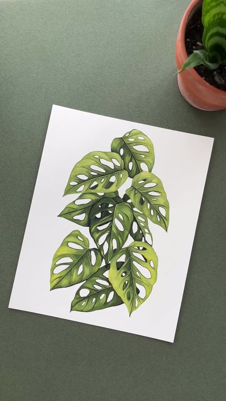 monstera obliqua bolivia Monstera Obliqua (Bolivia) – WILDEHAUS
