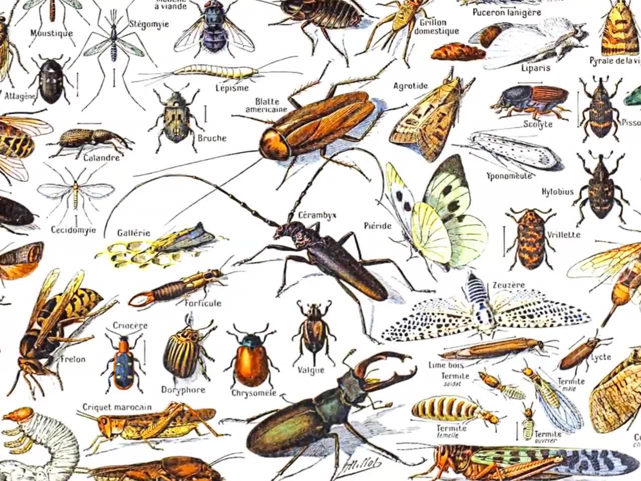 Names Of All Insects