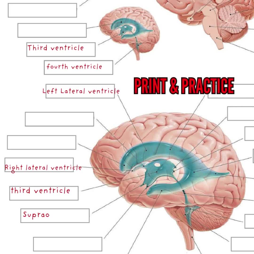 Gross Anatomy Of The Brain And Cranial Nerves Worksheet