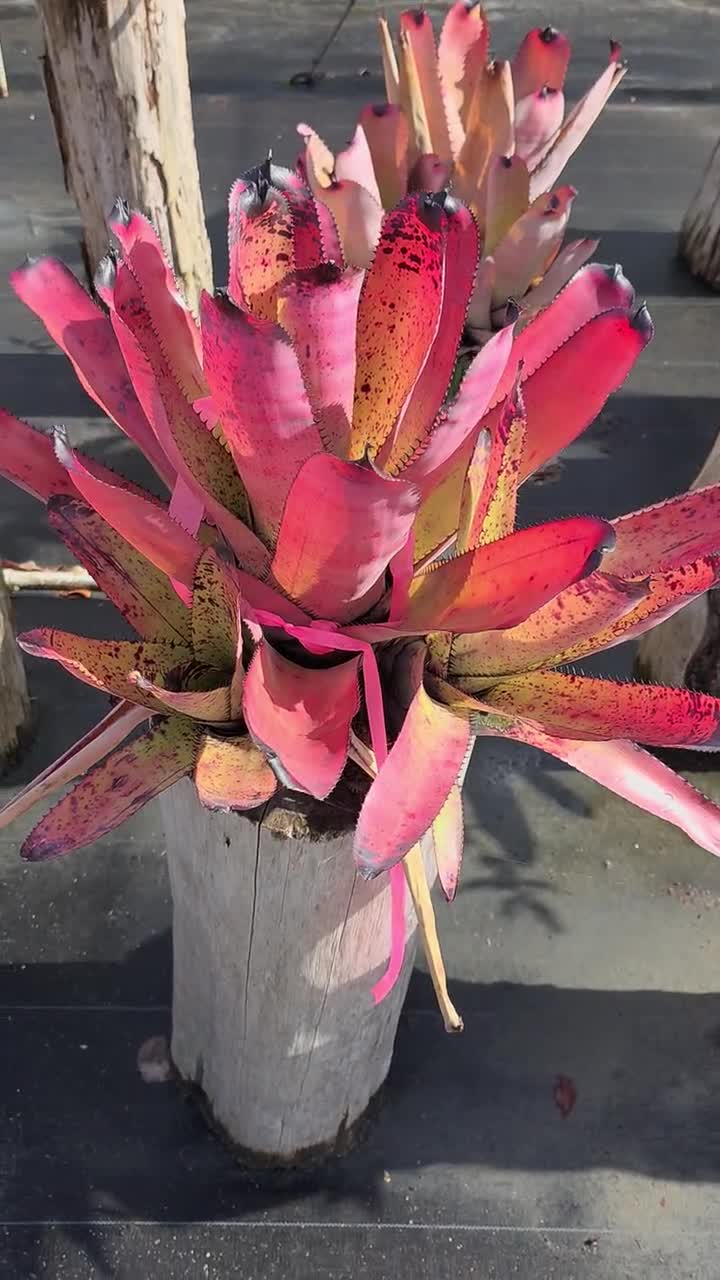 ブロメリアneoregelia carcharodon rainbow