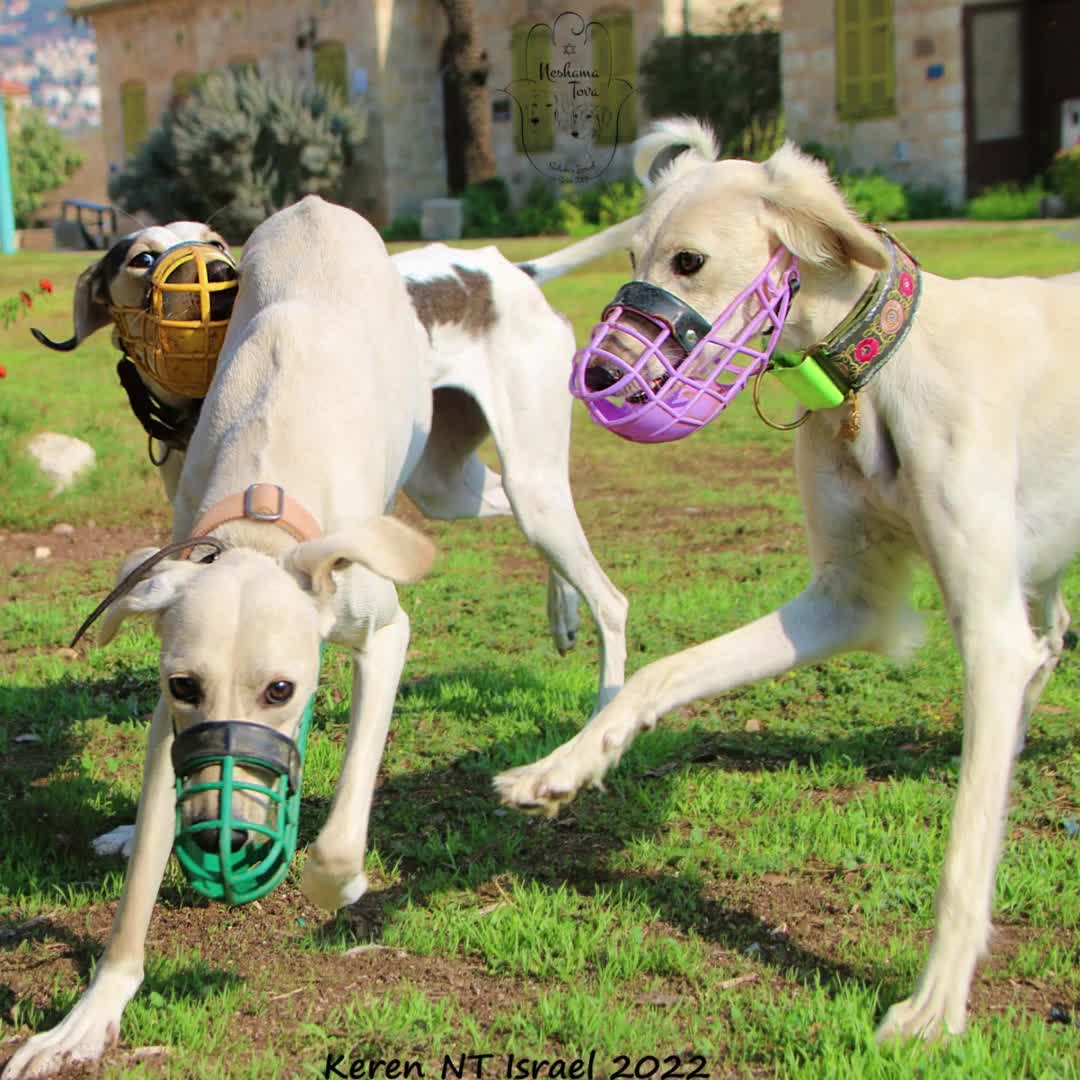 Museruola traspirante in plastica morbida per museruola per cani di piccola  taglia di taglia media