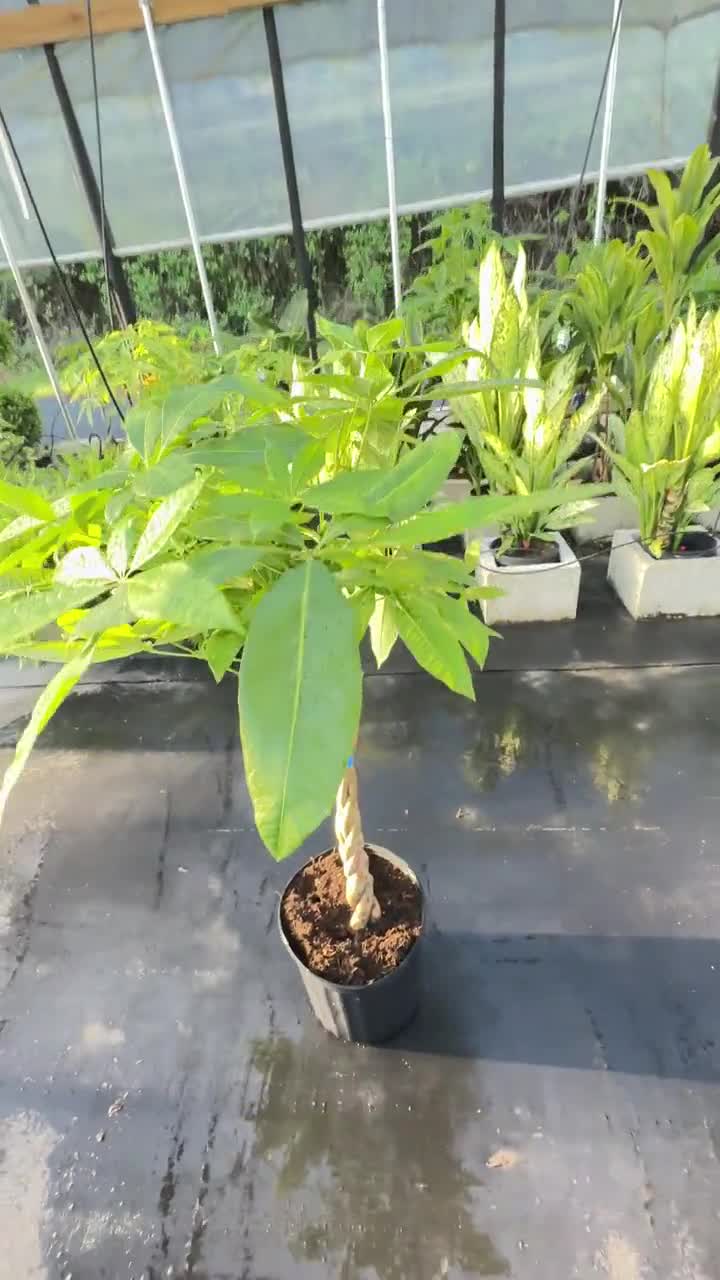 Pachira Aquatica Money Tree Planta viva grande Trenza gruesa 36"-42" promedio de altura. Maceta de 10" Entrega GRATIS video poster