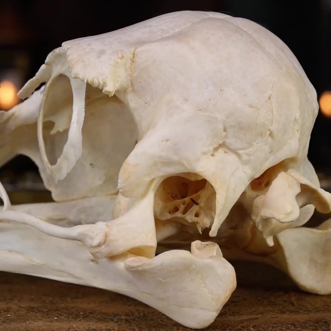 本物のダチョウの頭蓋骨：鳥の骨格、ゴシックな室内装飾、動物学者への