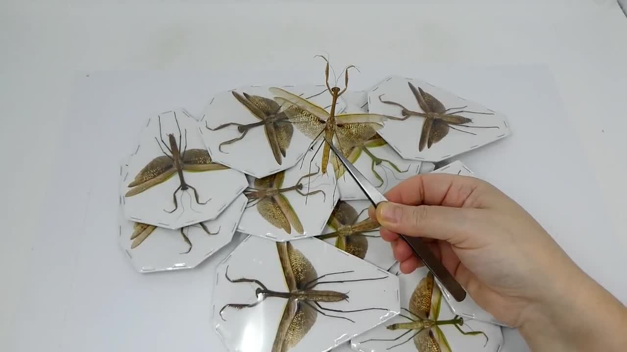 テノデラ・アリディフォリア 2 匹 | アジアカマキリ | 乾燥保存昆虫