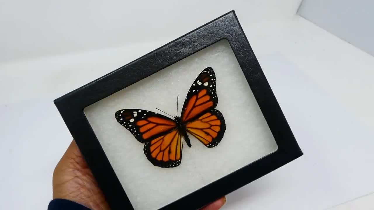 オオカバマダラの額入り標本（Danaus plexippus）倫理的に調達された